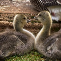 Love from the Goslings at the Lodge